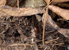 Parcoblatta fulvescens