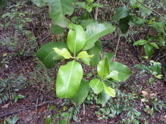 Xanthostemon oppositifolius