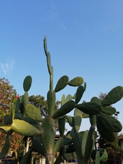 Opuntia karwinskiana