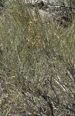 Ephedra fasciculata
