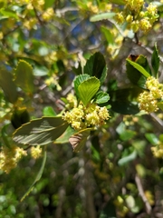 Cercocarpus betuloides blancheae