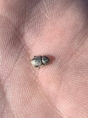 Miloderes amargosensis