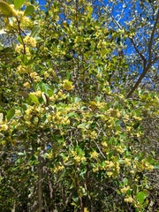 Cercocarpus betuloides blancheae