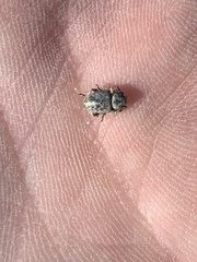 Miloderes amargosensis