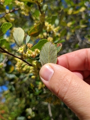 Cercocarpus betuloides blancheae