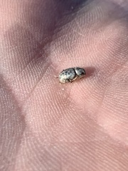 Miloderes amargosensis