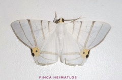 Opisthoxia saturniaria