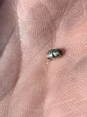 Miloderes amargosensis