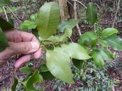 Xanthostemon oppositifolius