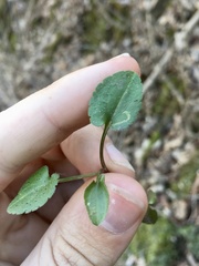 Bucculatrix staintonella