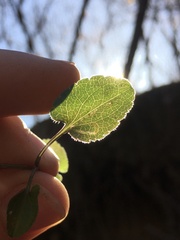 Bucculatrix staintonella