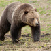 Oso Grizzli - Photo (c) joecf, algunos derechos reservados (CC BY-NC-ND), uploaded by joecf