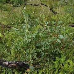 Eucalyptus stellulata
