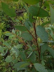 Eucalyptus stellulata