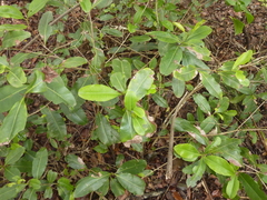 Xanthostemon oppositifolius