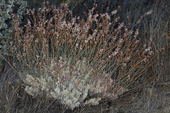 Eriogonum wrightii trachygonum