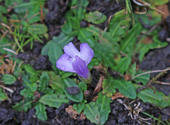Mazus pumilio