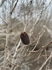 Alnus maritima