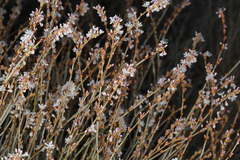 Eriogonum wrightii trachygonum