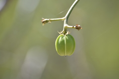 Jatropha mollissima