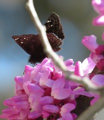 Erynnis meridianus
