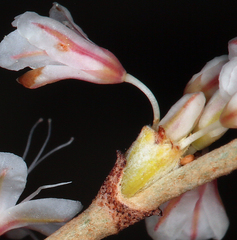 Eriogonum wrightii trachygonum