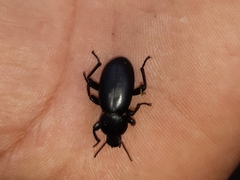 Nycterinus substriatus