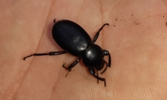 Nycterinus substriatus