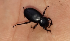 Nycterinus substriatus