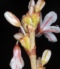Eriogonum wrightii trachygonum