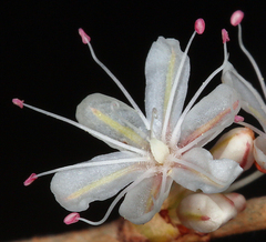 Eriogonum wrightii trachygonum