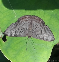 Emesis lucinda