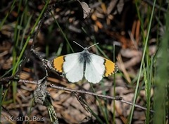 Anthocharis julia julia