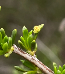 Eriophyes adenostomae