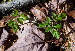 Sceptridium oneidense