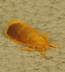 Euproctis lucifuga