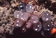 Clavelina pseudobaudinensis