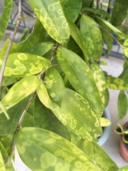Dracaena surculosa