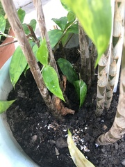 Dracaena surculosa