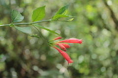 Ruellia angustiflora