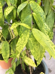Dracaena surculosa
