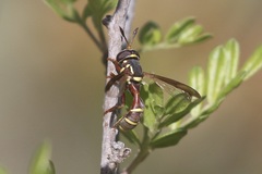 Polybiomyia townsendi