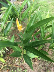 Heliconia psittacorum