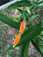 Heliconia psittacorum