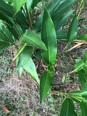 Heliconia psittacorum