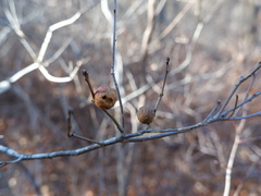 Disholcaspis quercusglobulus