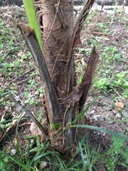 Cocos nucifera