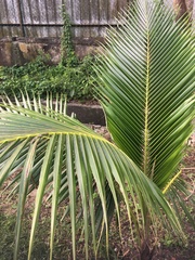 Cocos nucifera