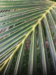 Cocos nucifera