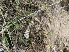 Lomatium linearifolium